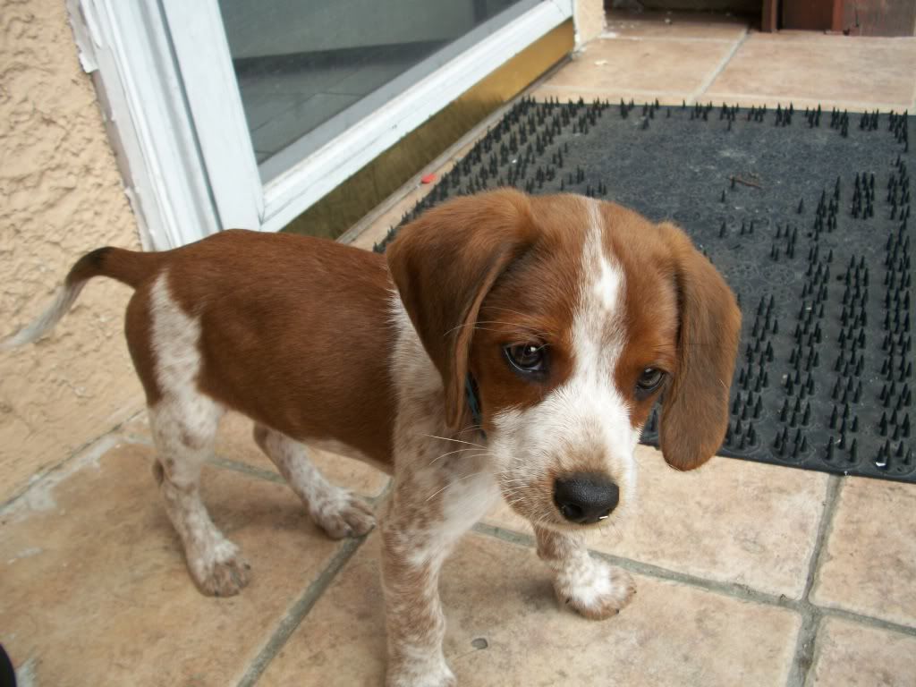 German pointer 2024 beagle mix