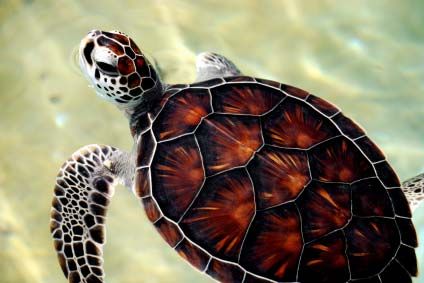 Baby  Turtles Pictures on Baby Sea Turtle Jpg Picture By Joshywashy13   Photobucket