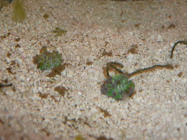 160-FrogspawnHeads.jpg
