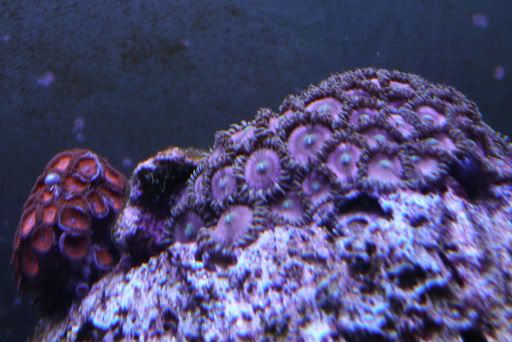 165-PinkRedZoas08-11.jpg