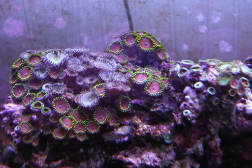 168-Colony08-11.jpg