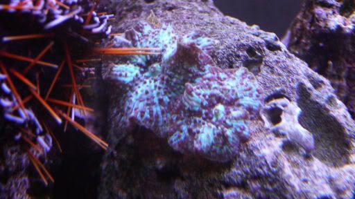 175-BlueMushrooms08-11.jpg