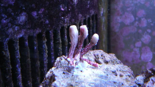 186-NewCoral1.jpg