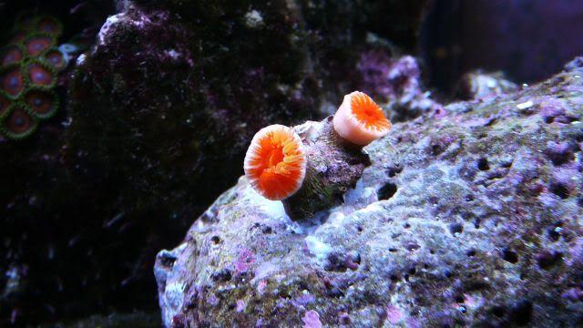 187-NewCoral2.jpg