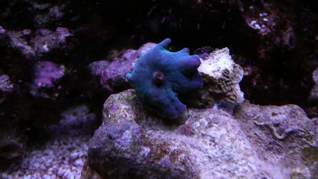 188-BlueMushroom.jpg