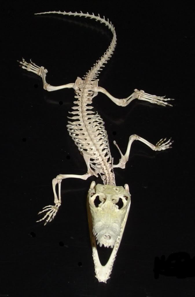 Skeleton Alligator