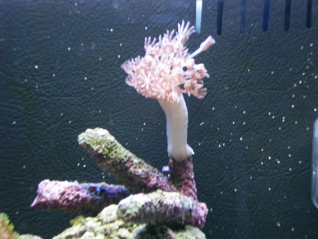 pink pulsing xenia