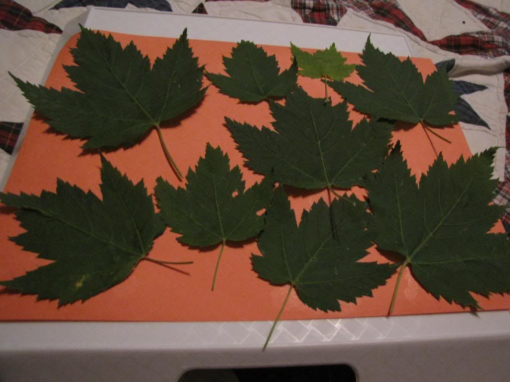  Maple Leaf Collage 