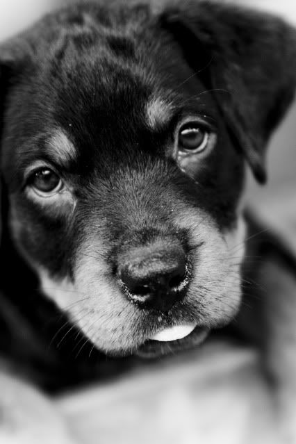 IMAGE: http://i599.photobucket.com/albums/tt75/ploik/_MG_6481.jpg