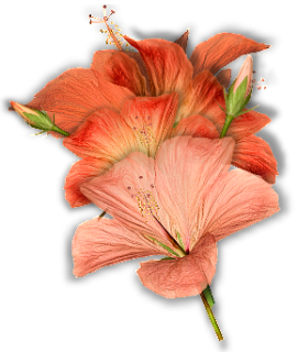  photo Untitled-201.png