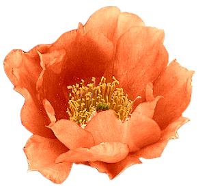  photo Untitled-21.png