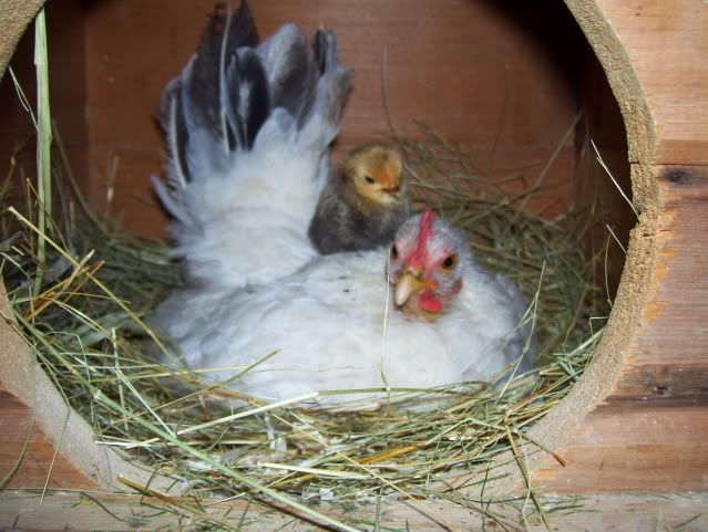 serama bantam chicken