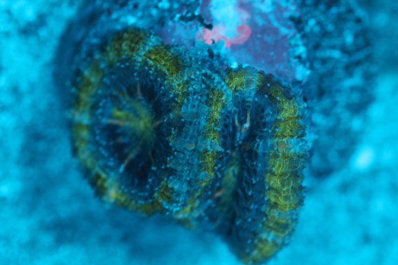 GreenPurple_Acan.jpg