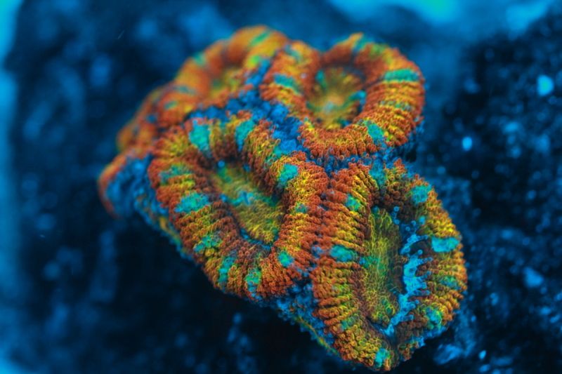 RainbowAcan_07122012.jpg