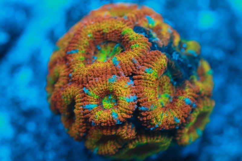 RainbowAcan_07122012_A.jpg