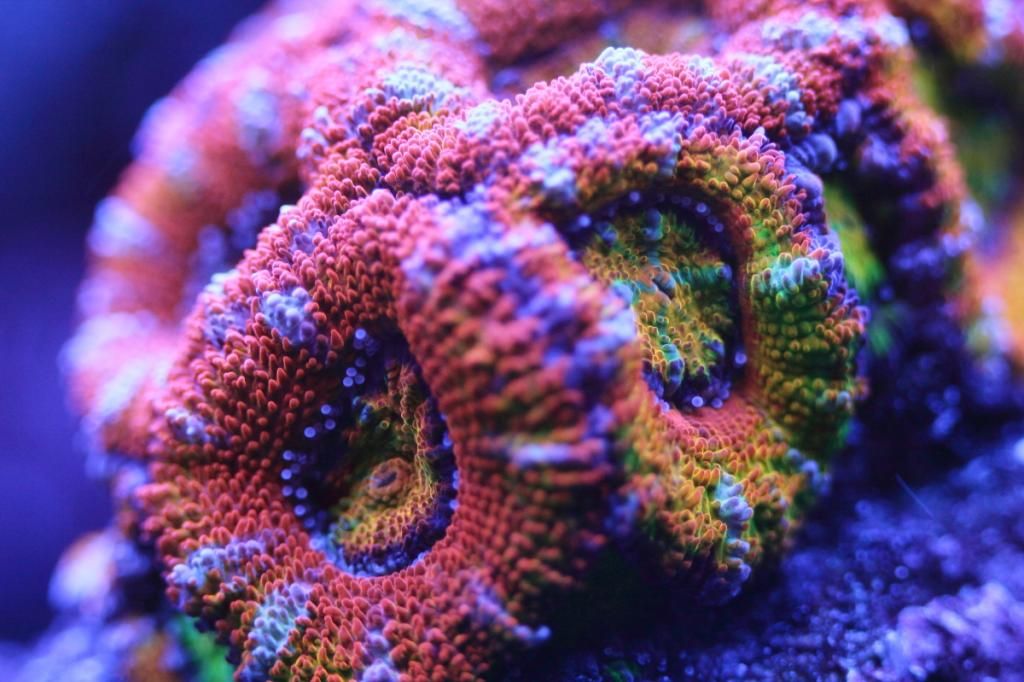 RainbowAcan_11172012.jpg