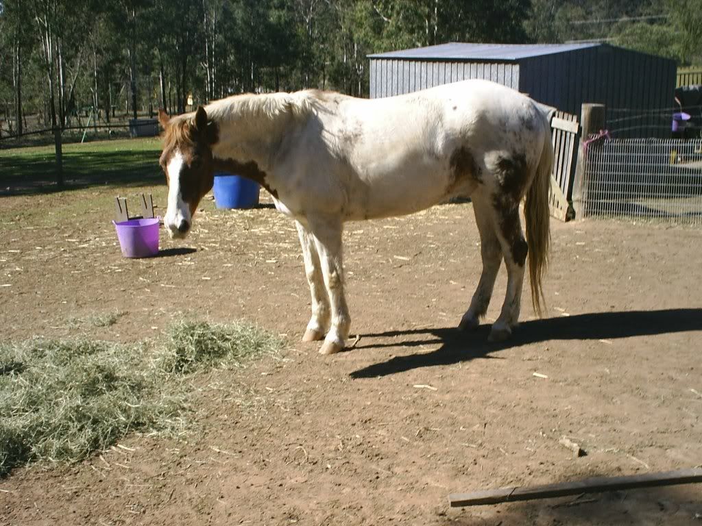 Fattest Horse