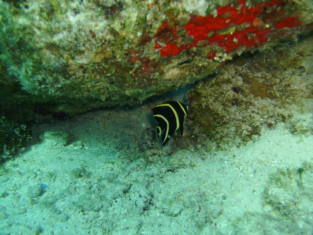 Cozumel06122009008.jpg