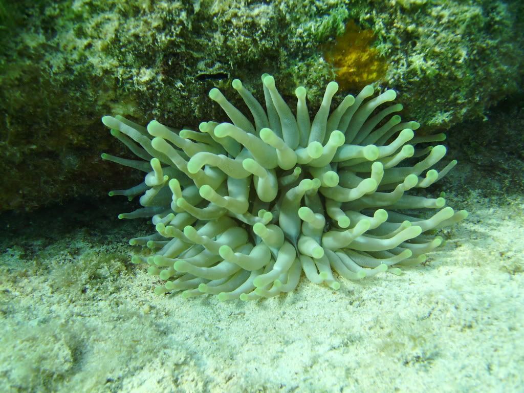 Cozumel06122009027.jpg
