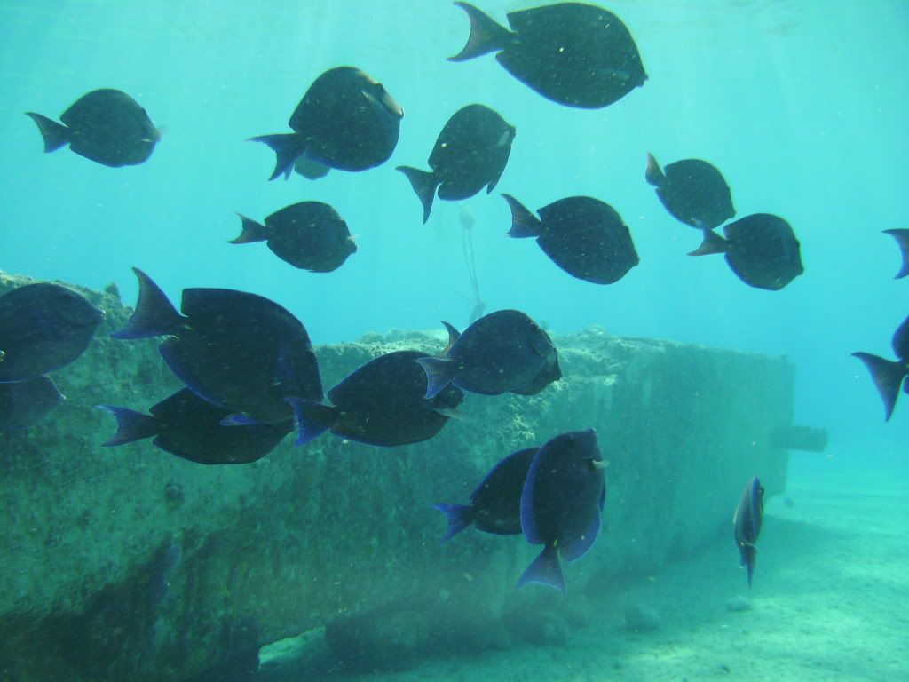 Cozumel06122009033.jpg