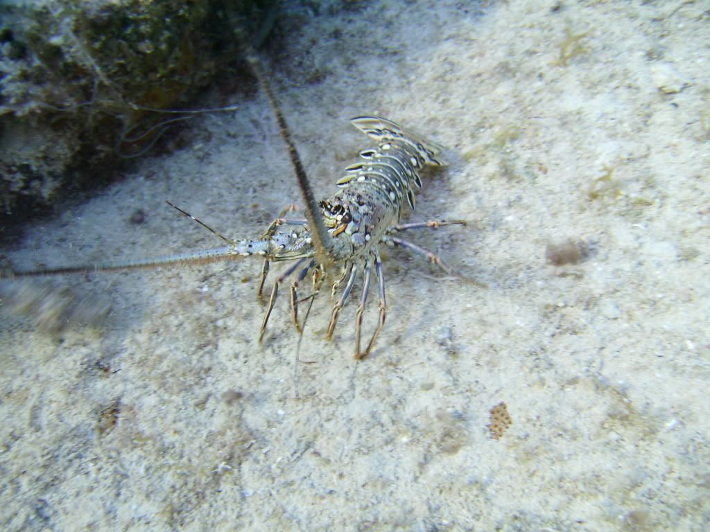 Cozumel06122009045.jpg
