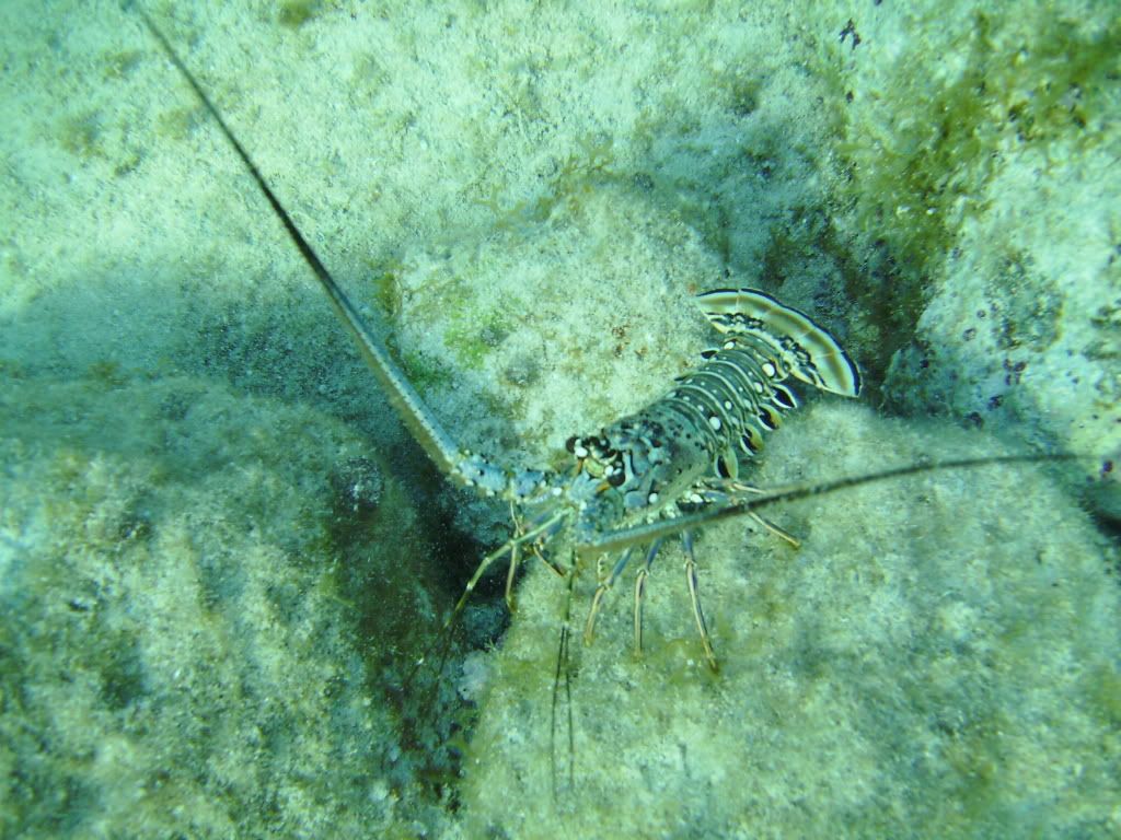 Cozumel06122009047.jpg
