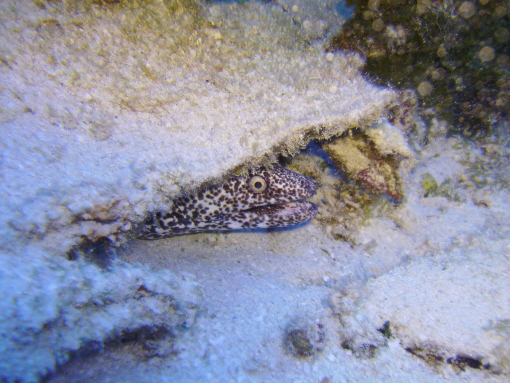 Cozumel06122009062.jpg