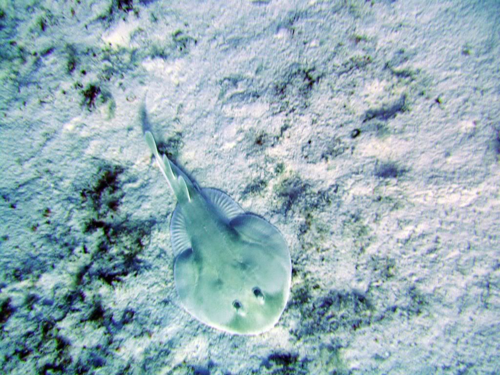 Cozumel06132009003.jpg