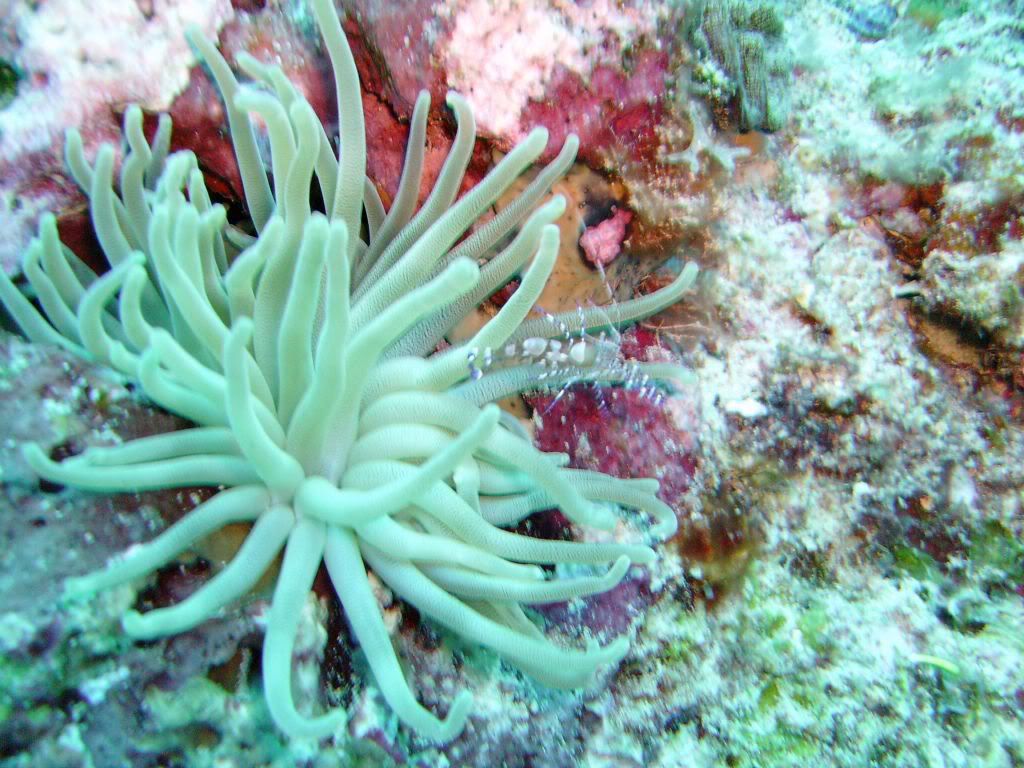 Cozumel06132009009.jpg