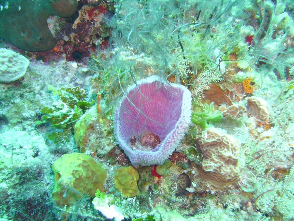 Cozumel06132009014.jpg