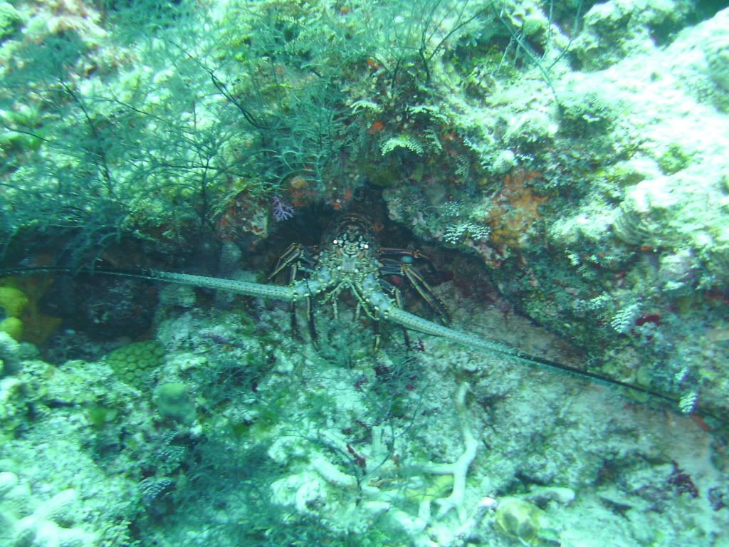 Cozumel06132009050.jpg