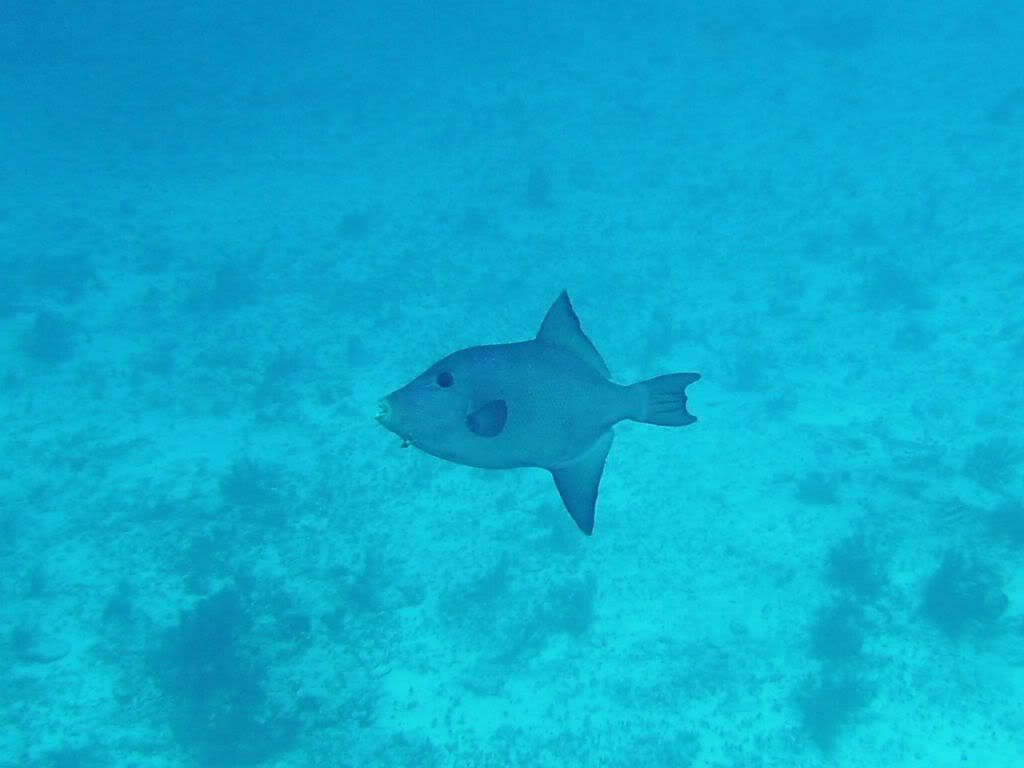 Cozumel06132009061.jpg