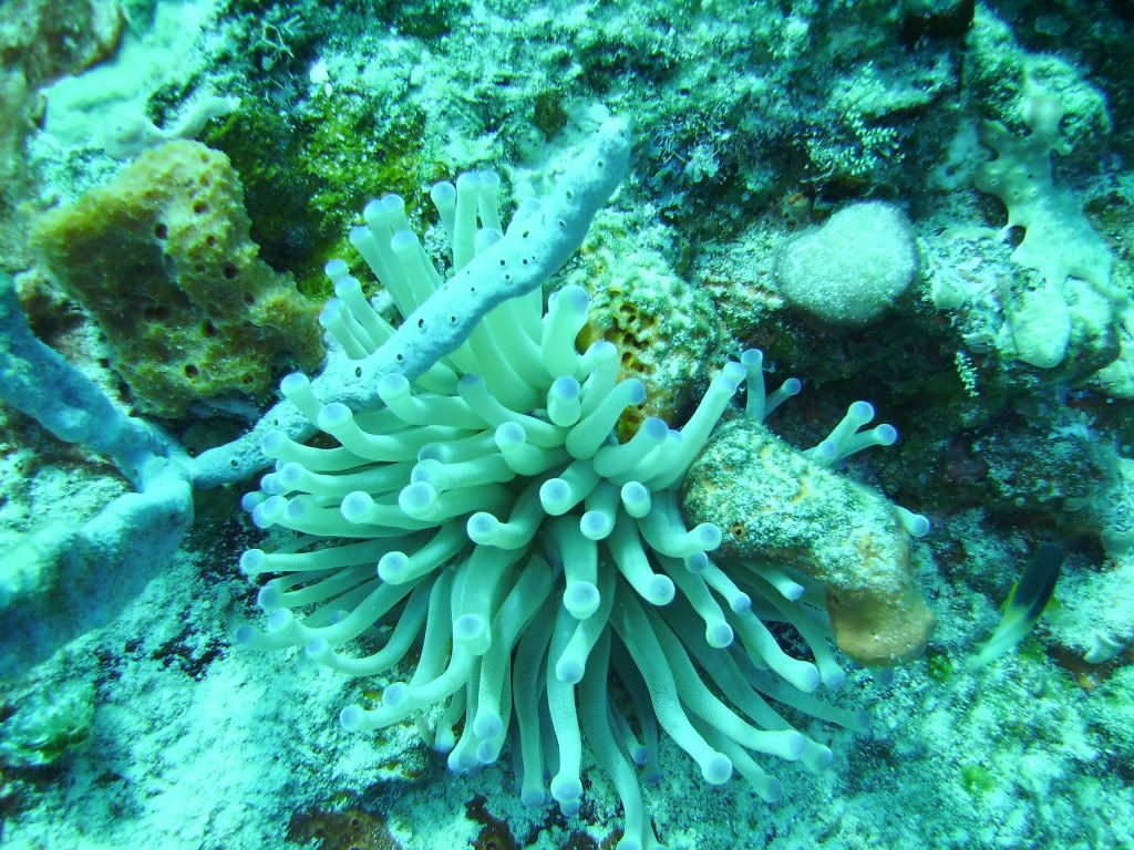 Cozumel06132009068.jpg