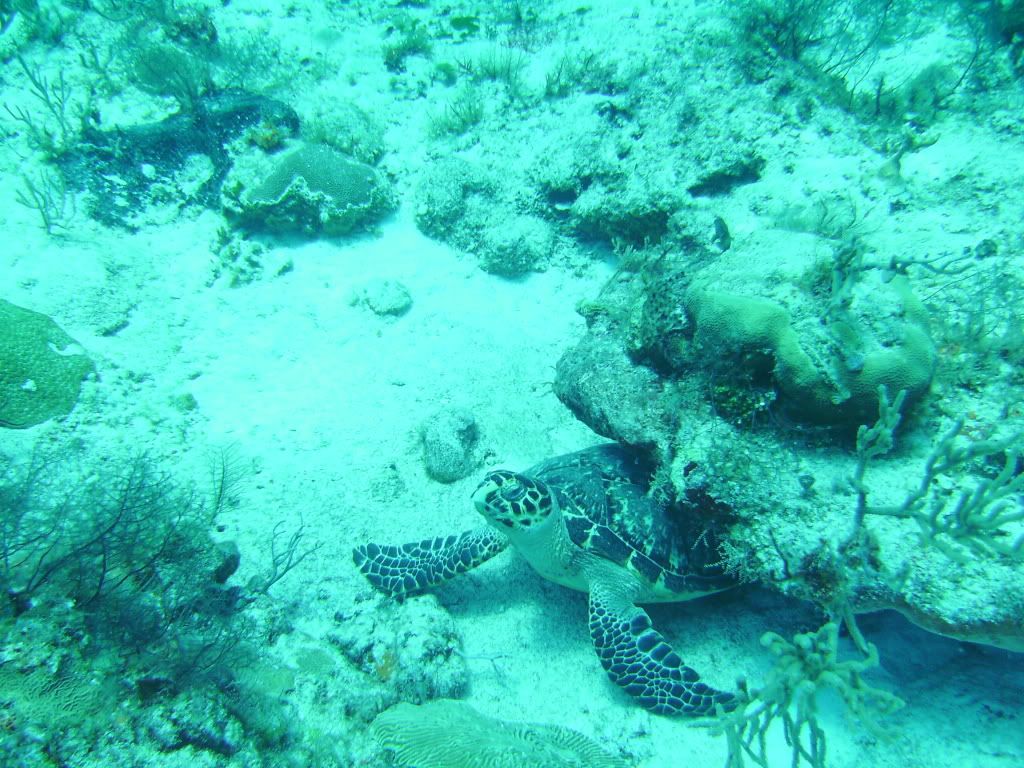 Cozumel06132009077.jpg