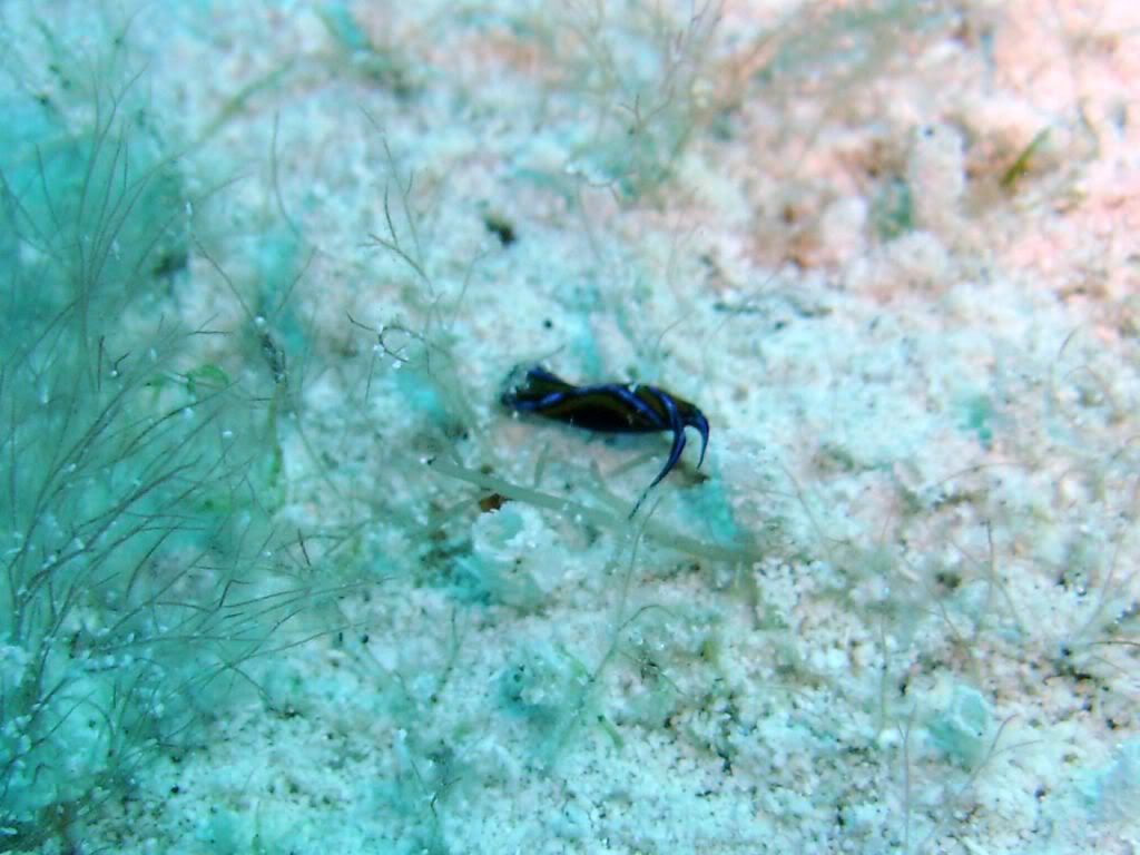Cozumel06142009003.jpg