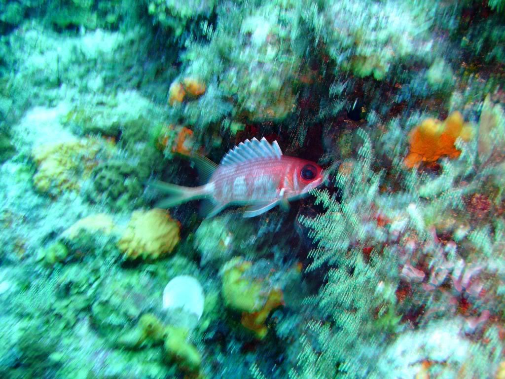 Cozumel06142009008.jpg