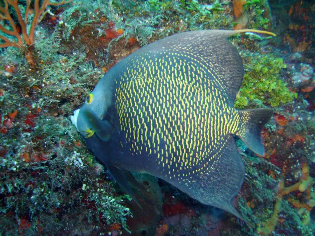 Cozumel06142009016.jpg