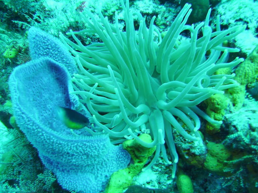 Cozumel06142009021.jpg
