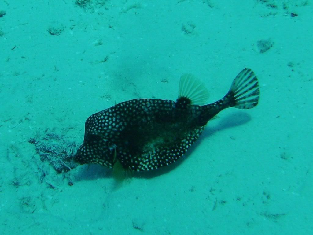 Cozumel06142009051.jpg