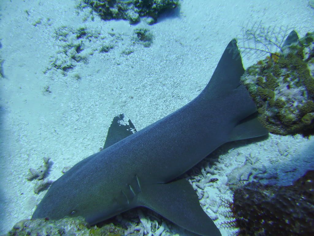 Cozumel06142009075.jpg