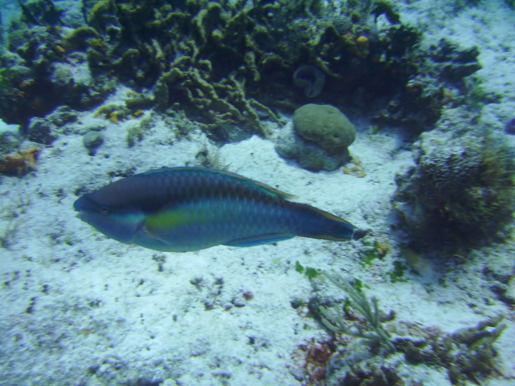 Cozumel06142009078.jpg