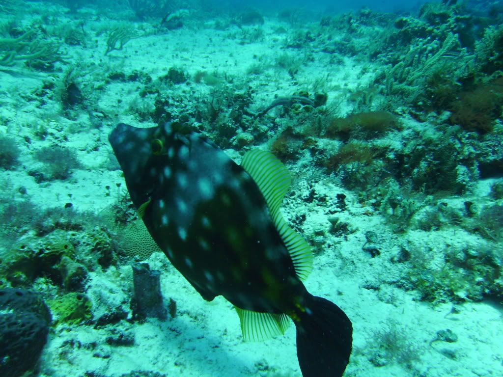 Cozumel06142009082.jpg