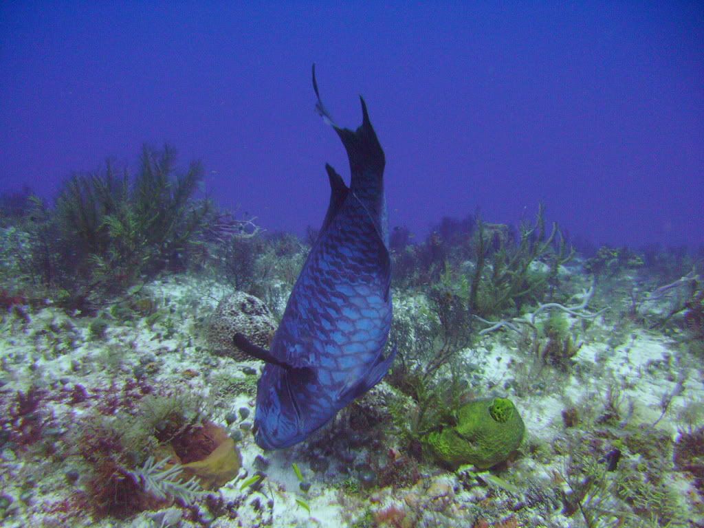 Cozumel06182009026.jpg