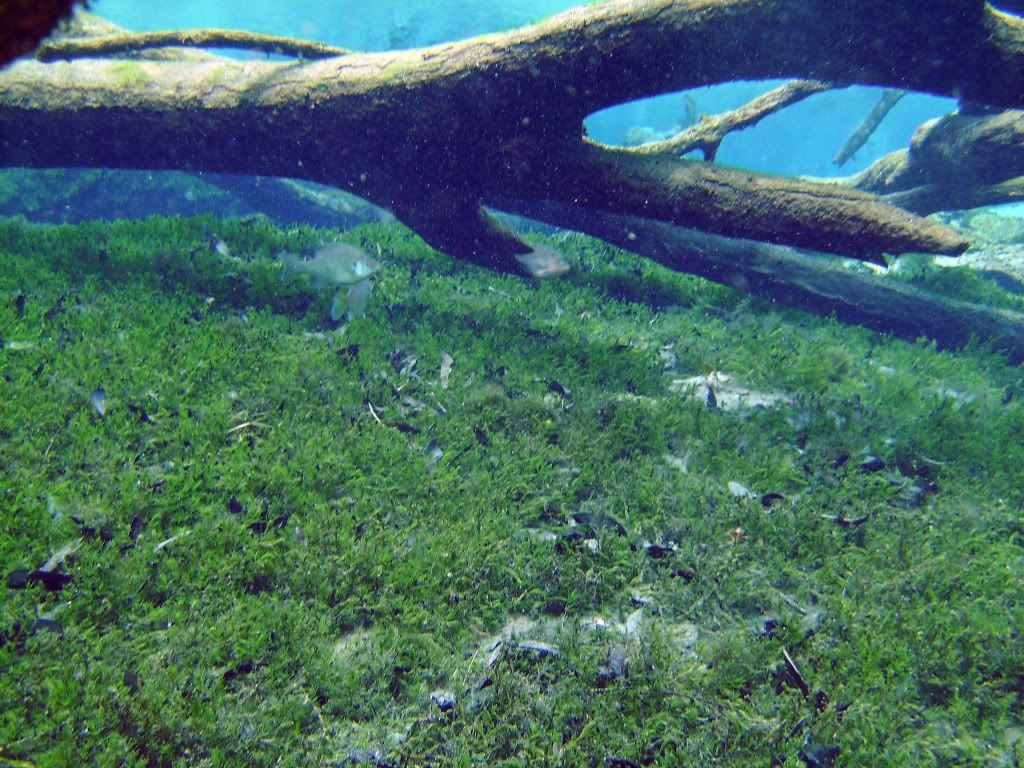 cypressspring2010029.jpg
