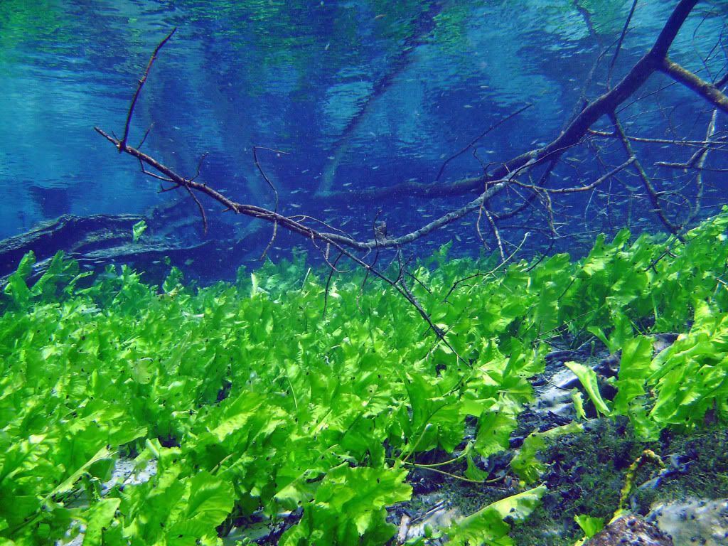 cypressspring2010031.jpg