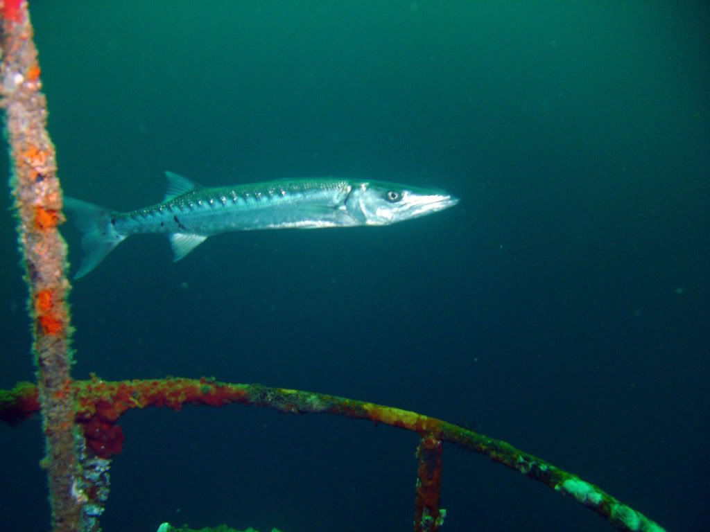 Spingfest2010041.jpg