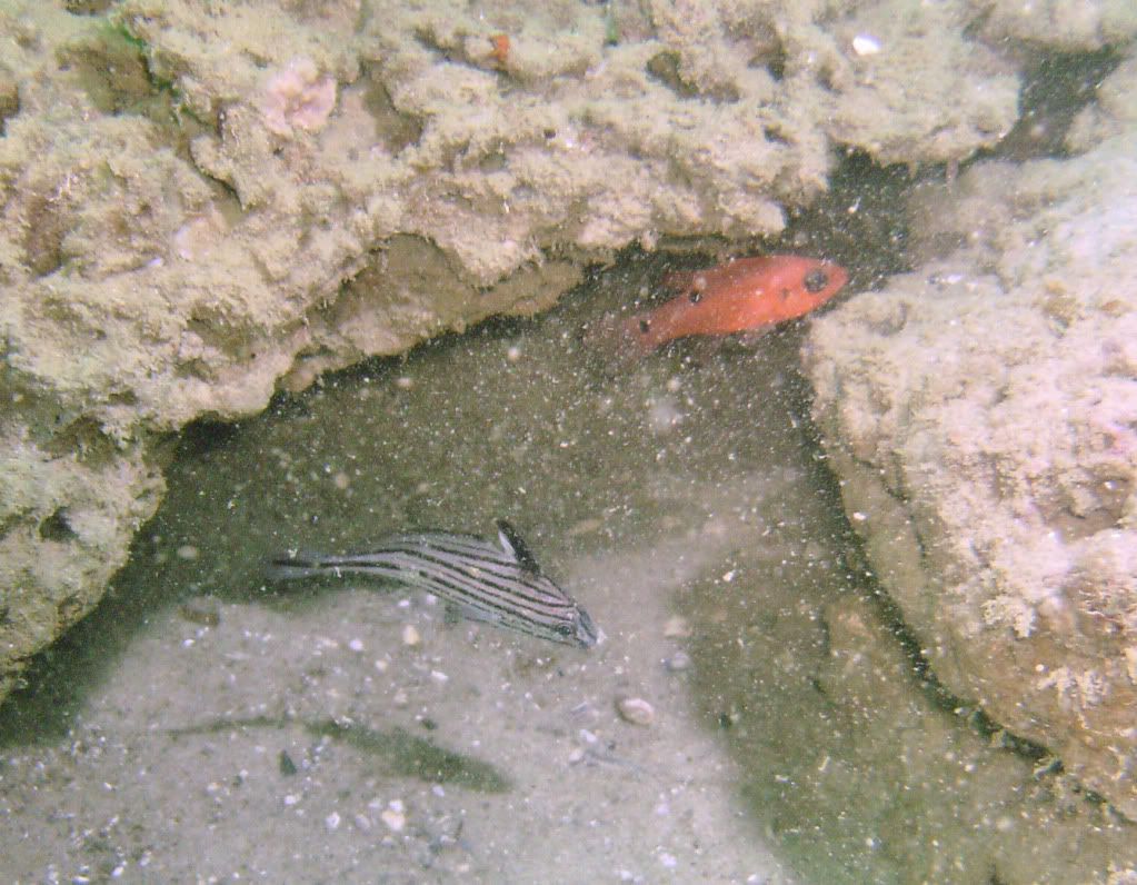 Pensacola_11_28_2009013.jpg