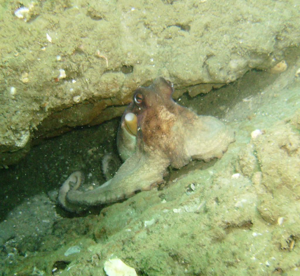 Pensacola_11_28_2009034.jpg
