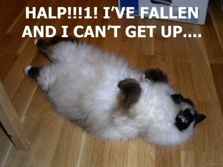 fallen cant get up cat Pictures, Images and Photos