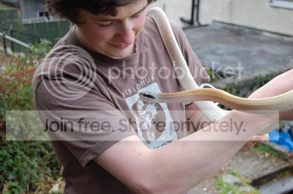 Ridleys cave racer | Reptile Forums